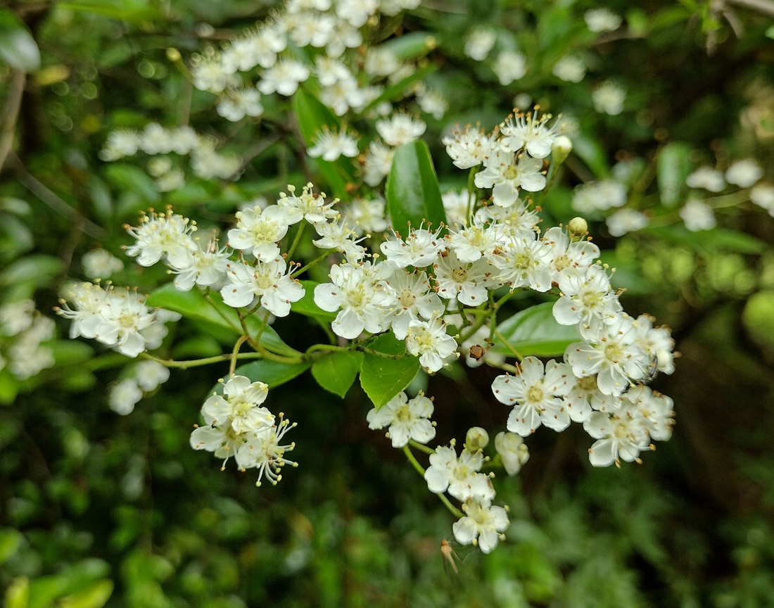 Pyracantha 'Golden Charmer' - Vuurdoorn