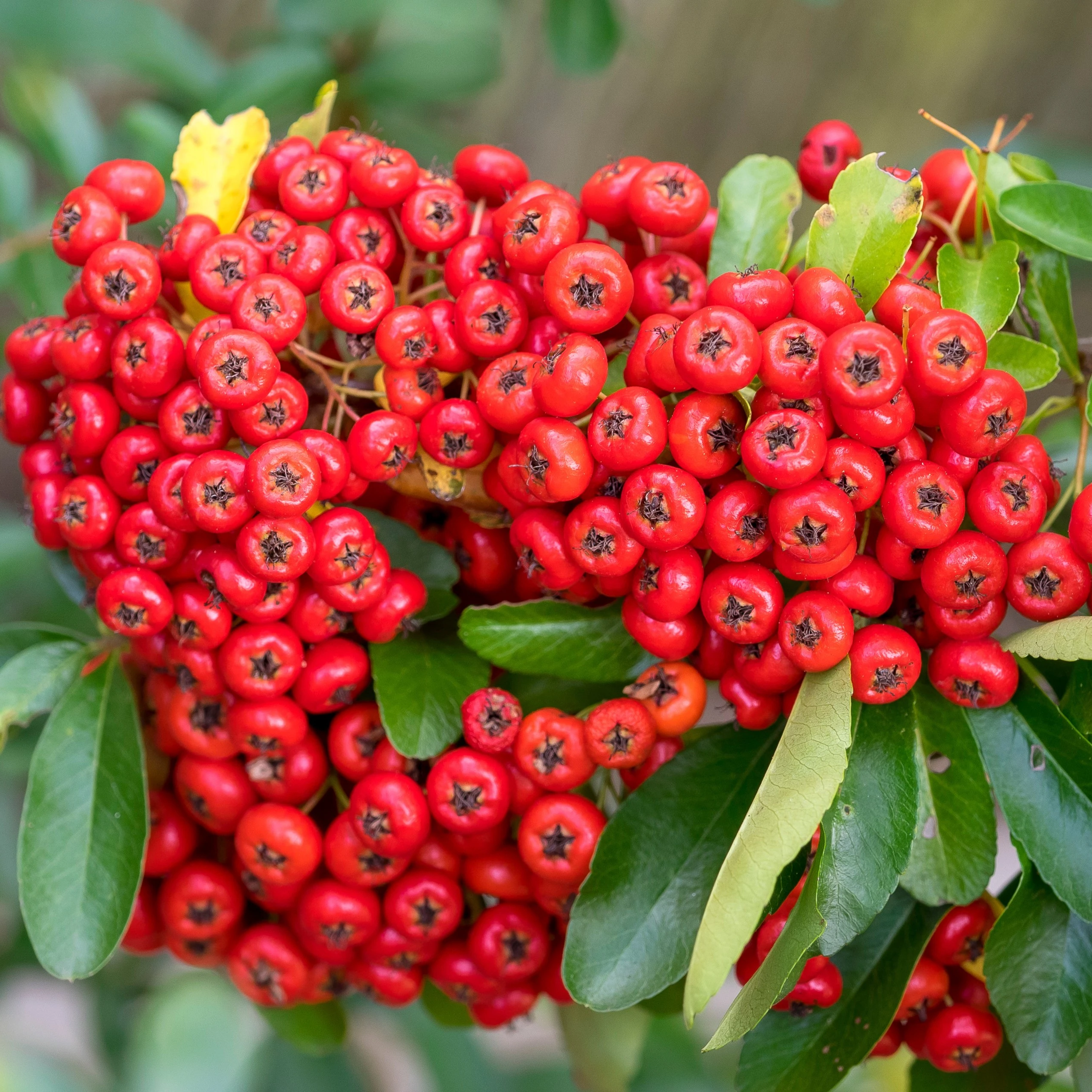 Pyracantha coccinea 'Red Column' - Vuurdoorn