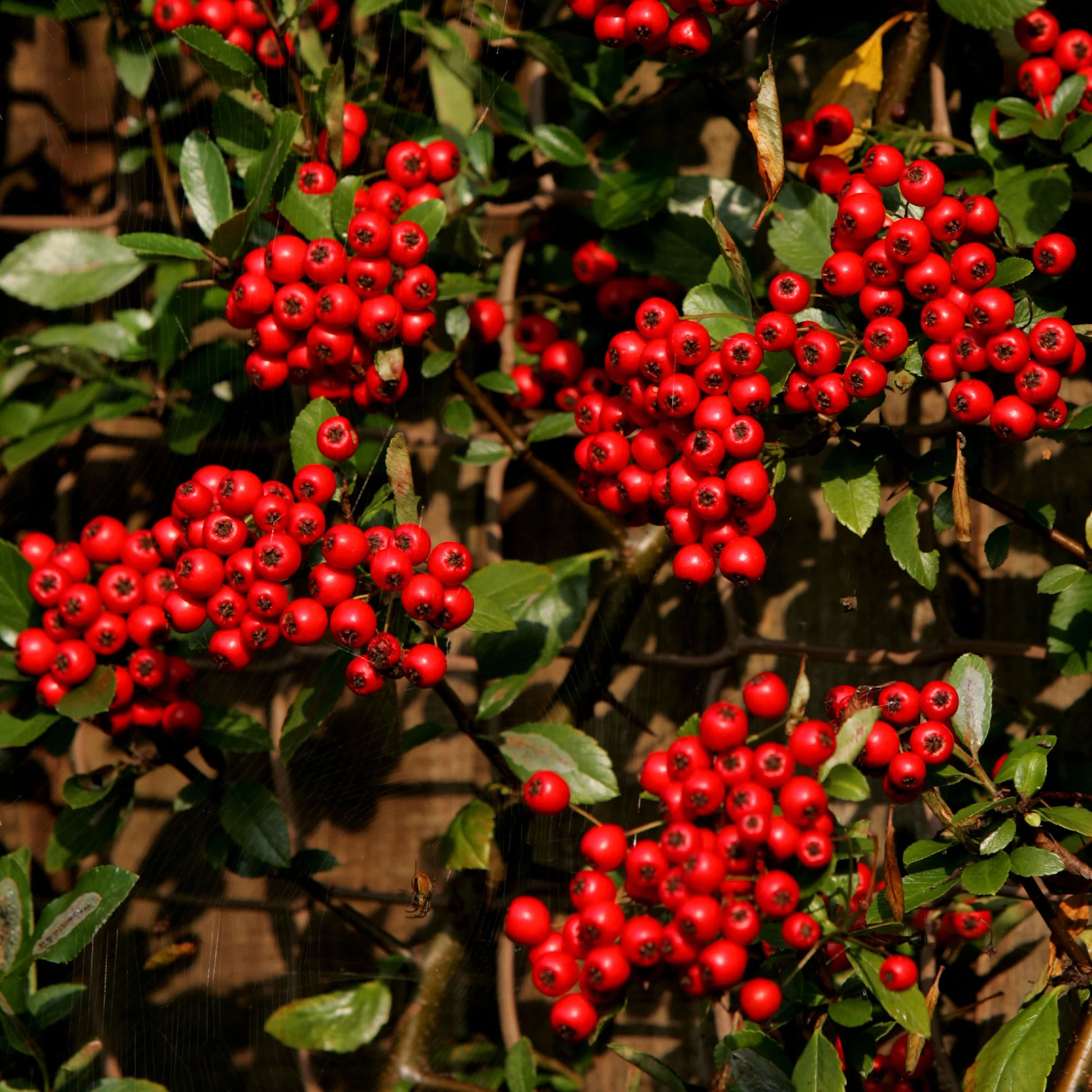 Pyracantha coccinea 'Red Column' - Vuurdoorn