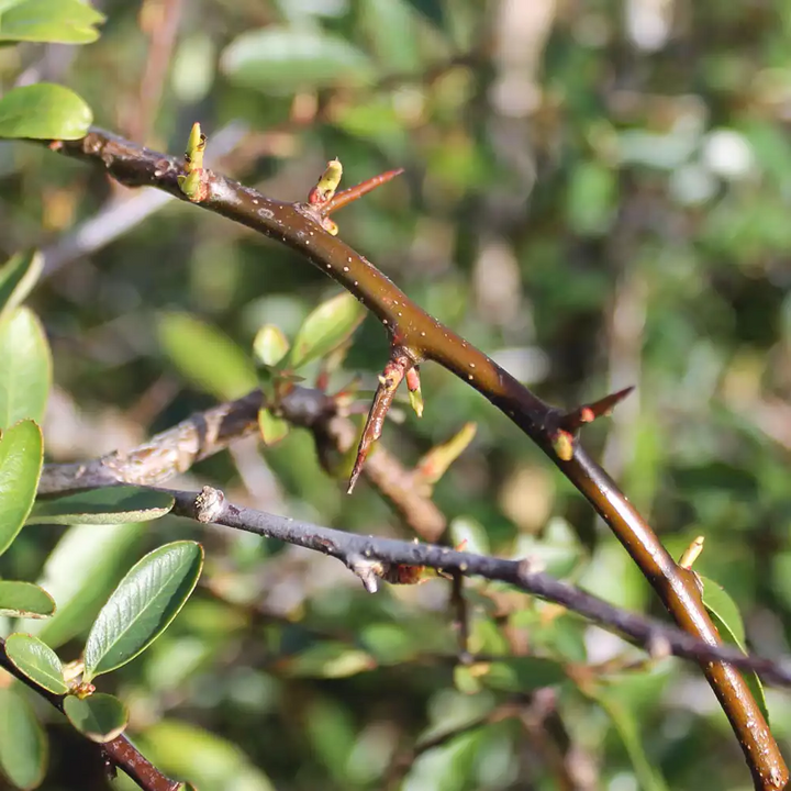 Pyracantha 'Soleil d'Or' - Vuurdoorn