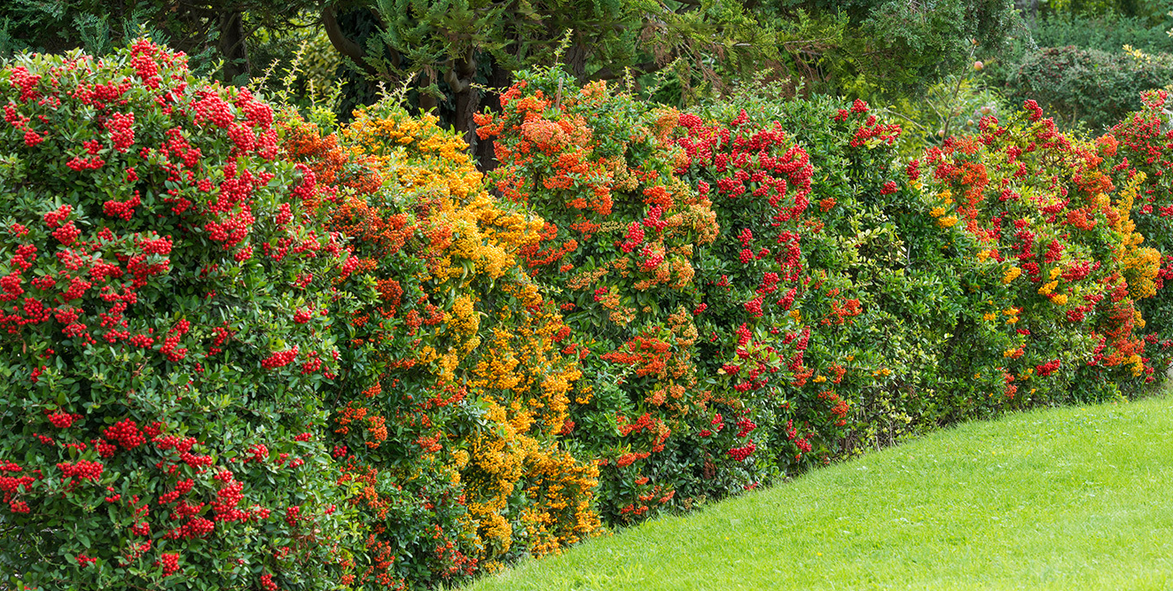 Pyracantha 'Orange Glow' - Vuurdoorn