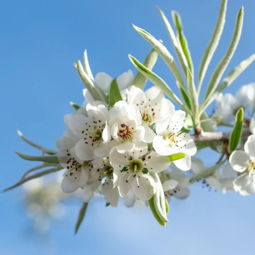 Pyrus salicifolia 'Pendula' - Treurpeer op stam