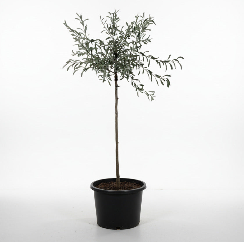 Pyrus salicifolia 'Pendula' - Treurpeer op stam
