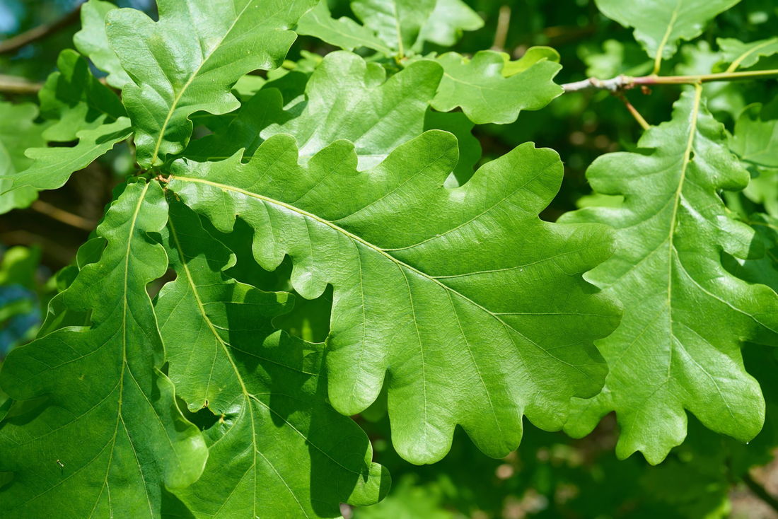 Quercus robur - Zomereik haag blote wortel