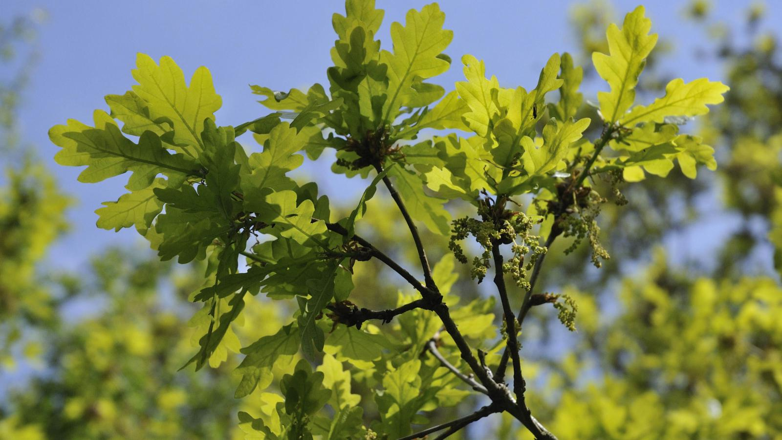 Quercus robur - Zomereik haag blote wortel