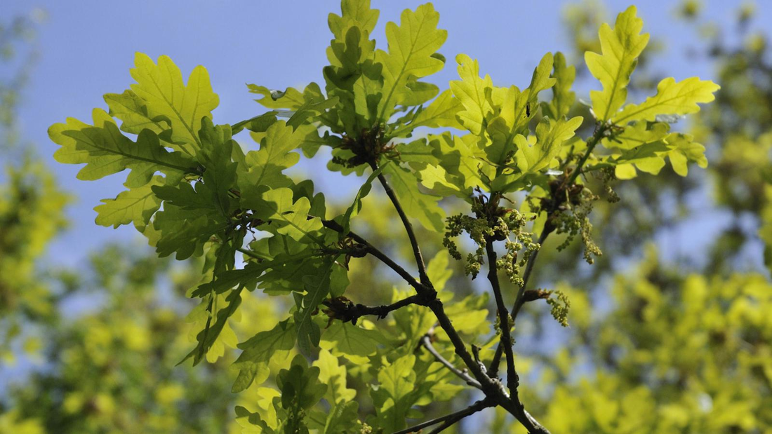 Quercus robur - Zomereik haag blote wortel