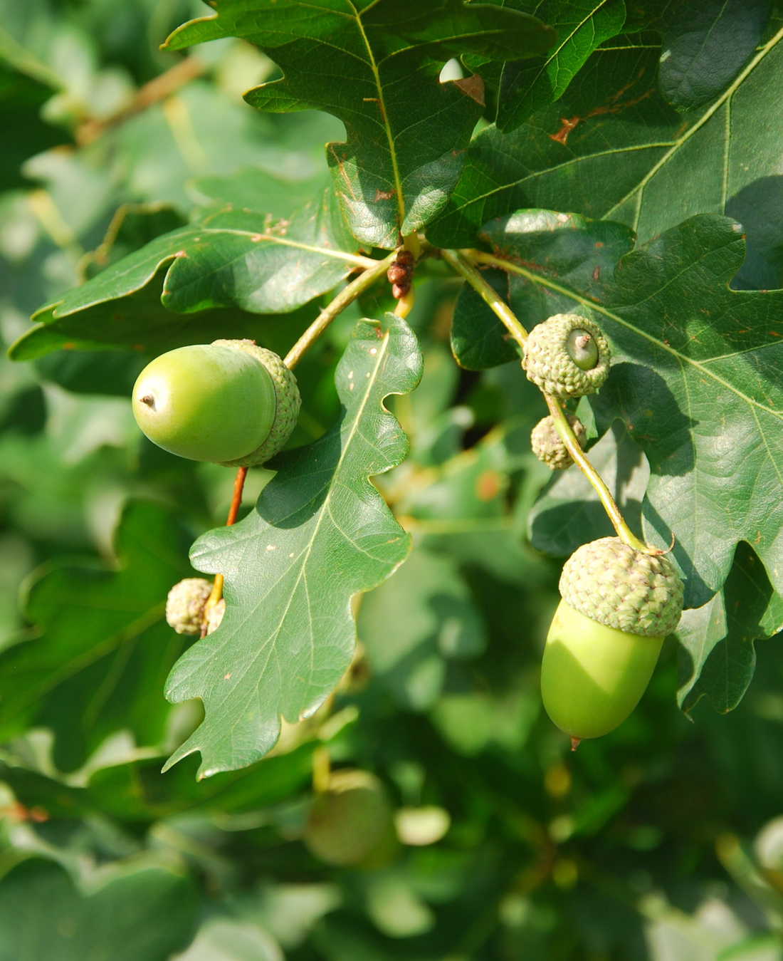 Quercus robur - Zomereik haag blote wortel