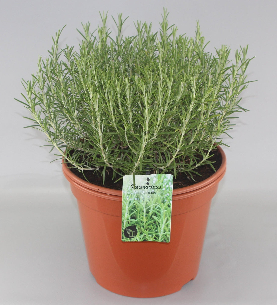 Rosmarinus officinalis - Rozemarijn