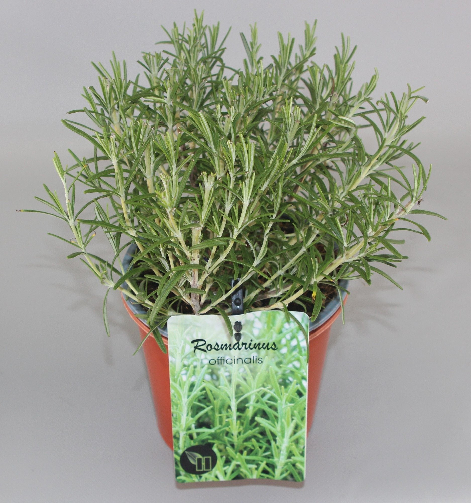 Rosmarinus officinalis - Rozemarijn