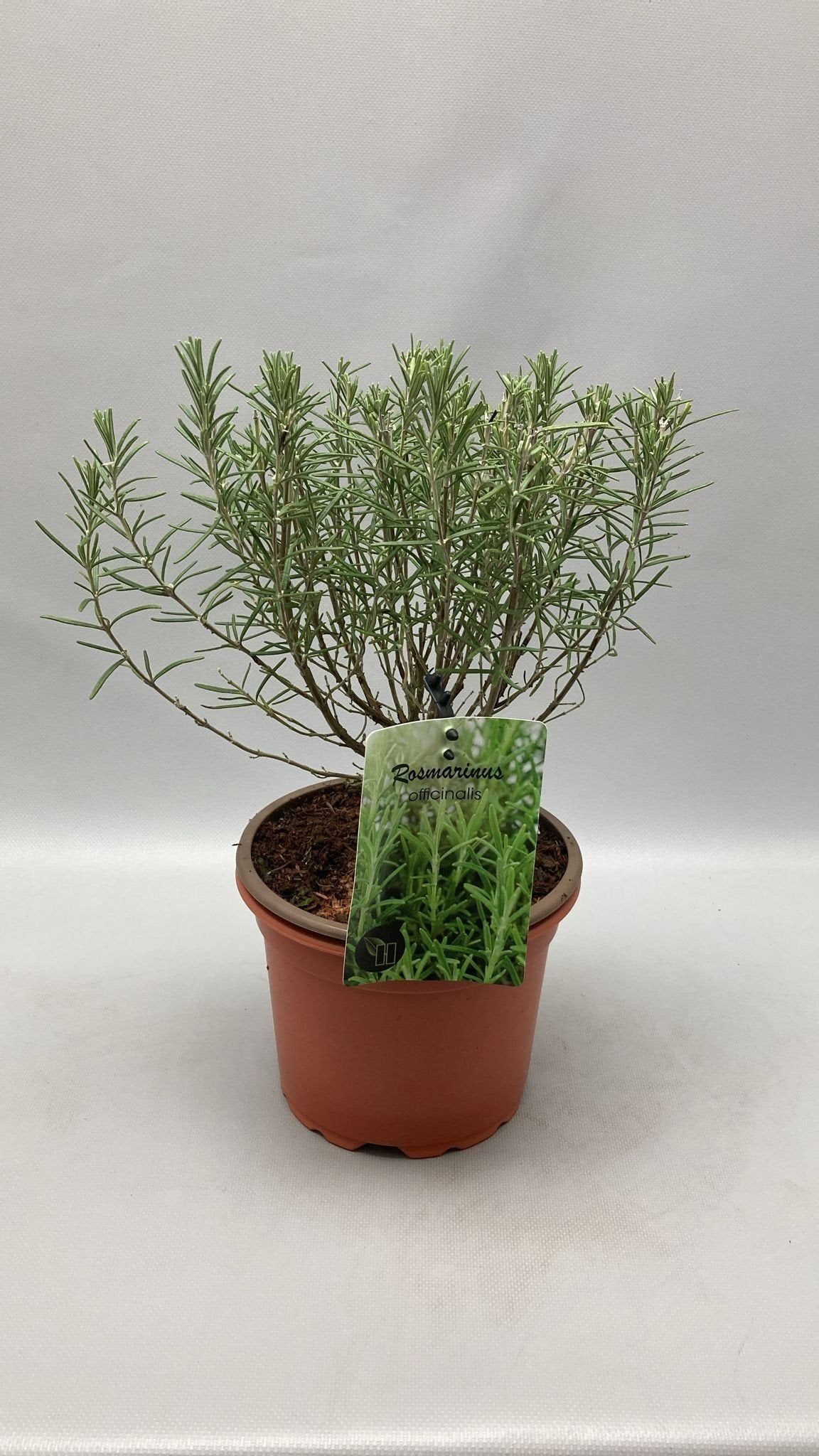 Rosmarinus officinalis - Rozemarijn