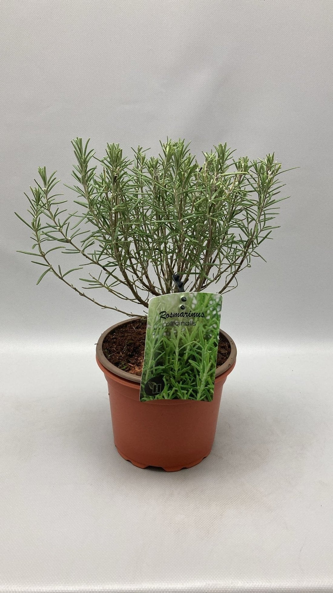 Rosmarinus officinalis - Rozemarijn