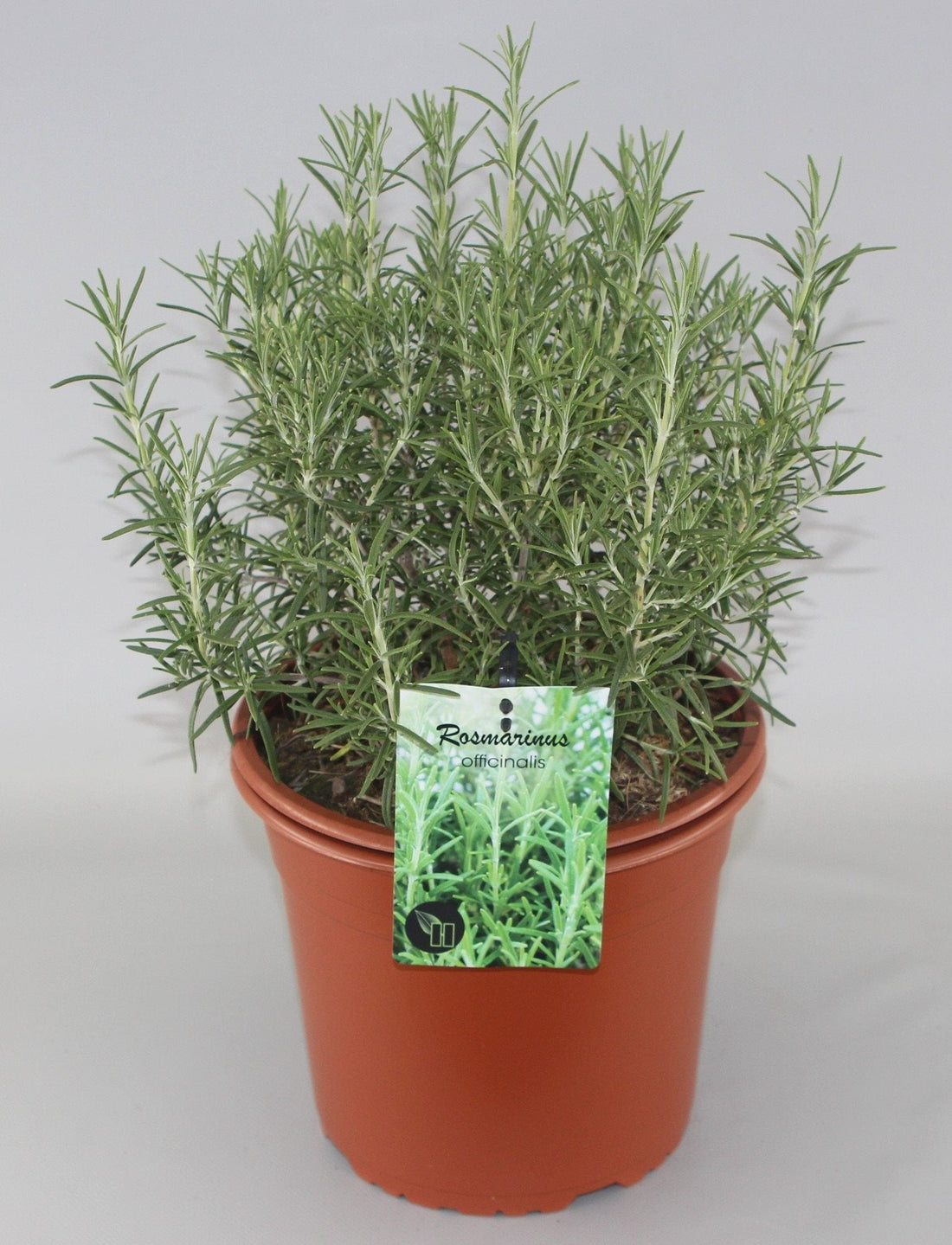 Rosmarinus officinalis - Rozemarijn