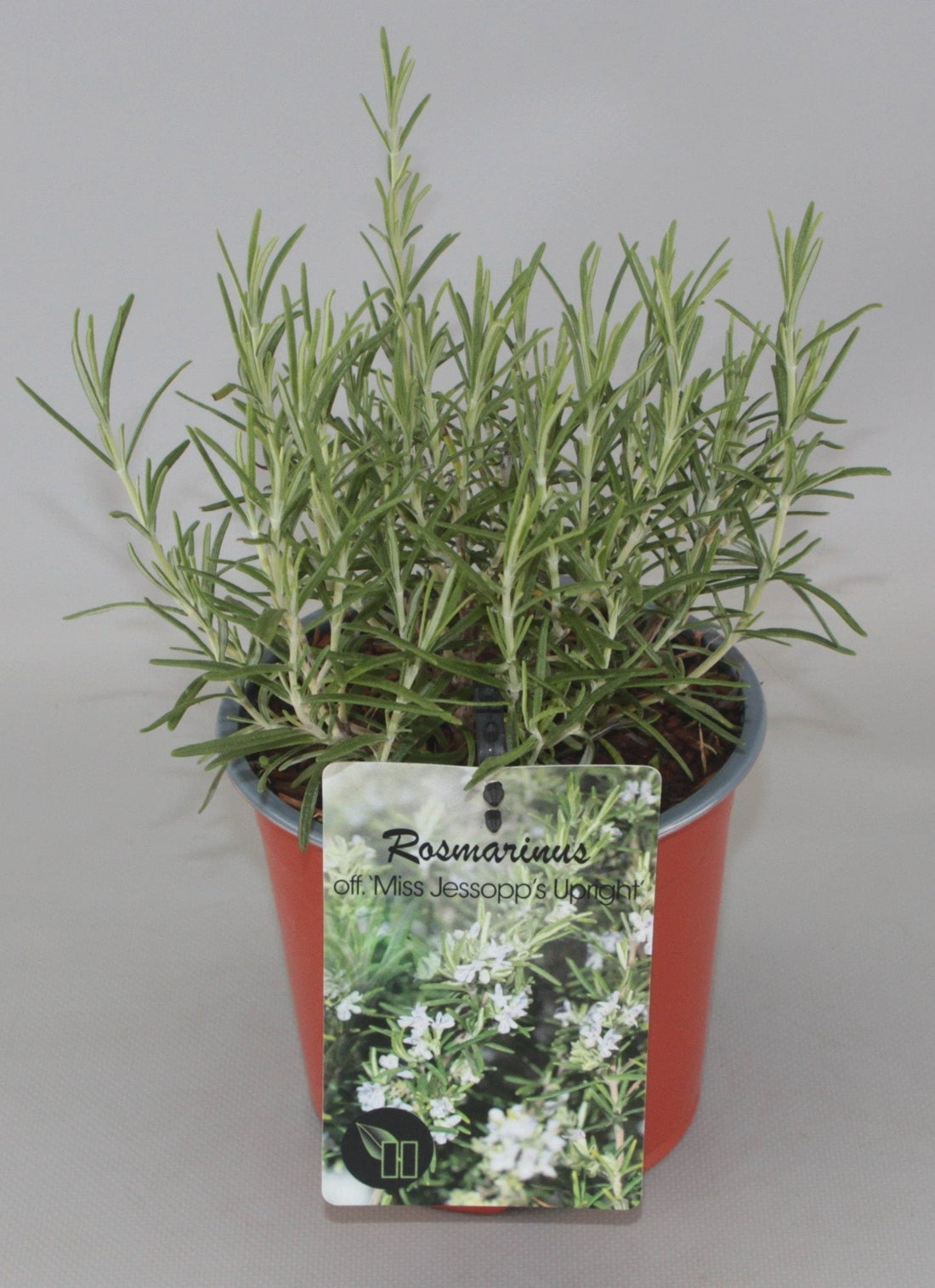 Rosmarinus officinalis 'Miss Jessopp's Upright' - Rozemarijn