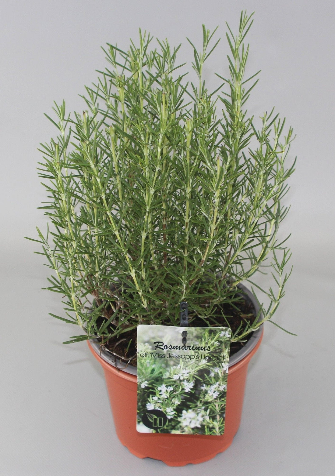 Rosmarinus officinalis 'Miss Jessopp's Upright' - Rozemarijn