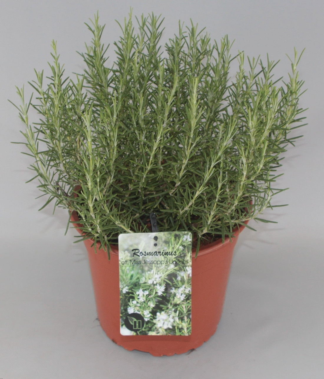 Rosmarinus officinalis 'Miss Jessopp's Upright' - Rozemarijn