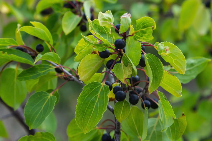 Rhamnus cathartica - Wegedoorn blote wortel