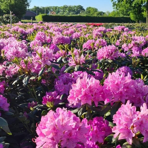 Rhododendron 'Roseum Elegans'