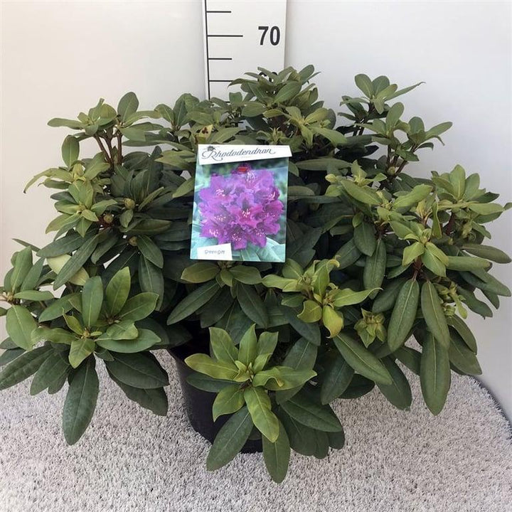 Rhododendron 'Azurro'