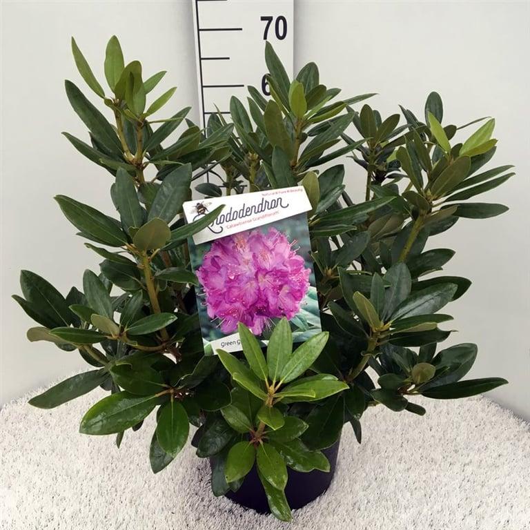 Rhododendron 'Catawbiense Grandiflorum'