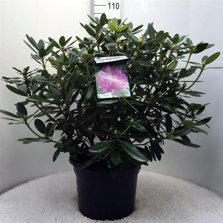 Rhododendron 'Catawbiense Grandiflorum'