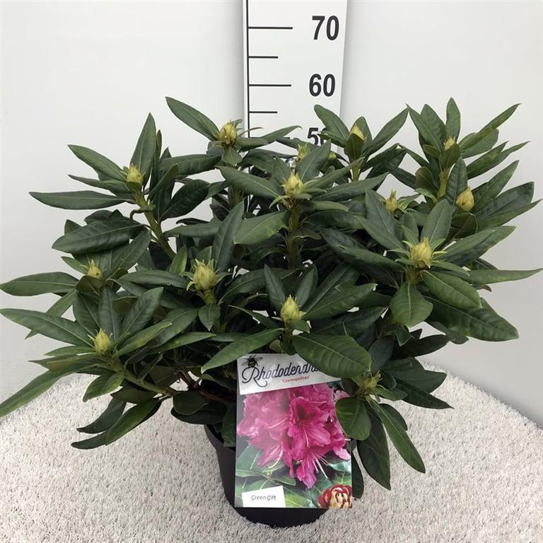 Rhododendron 'Cosmopolitan'