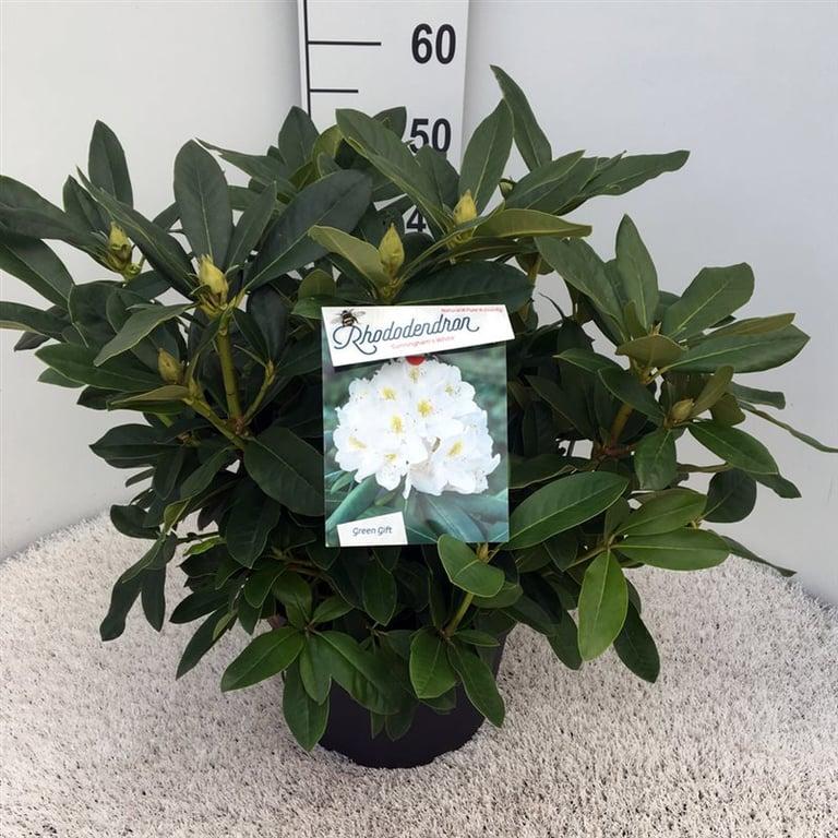Rhododendron 'Cunningham's White'