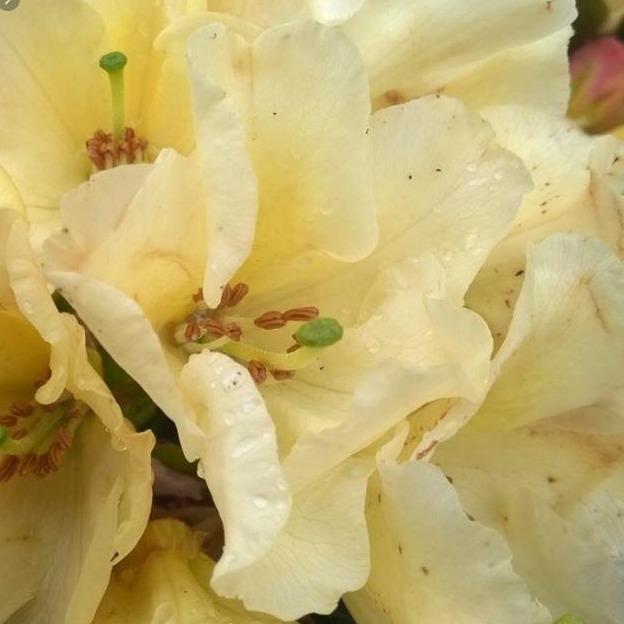 Rhododendron 'Horizon Monarch'