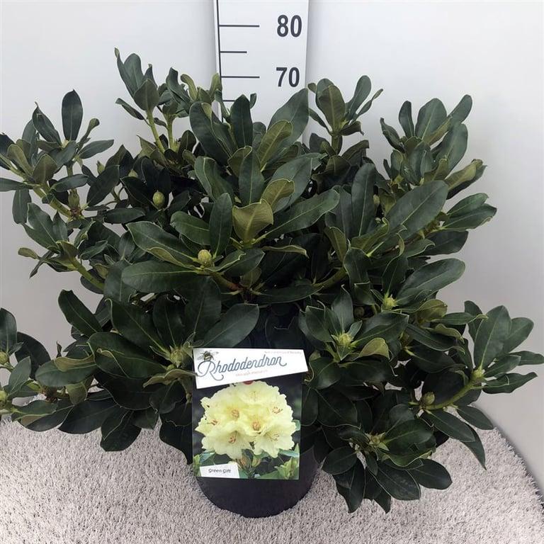 Rhododendron 'Horizon Monarch'