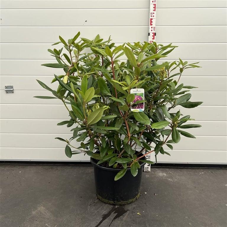 Rhododendron 'Marcel Menard'