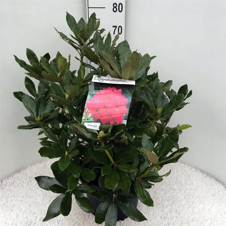 Rhododendron 'Nova Zembla'