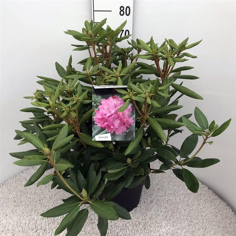 Rhododendron 'Roseum Elegans'