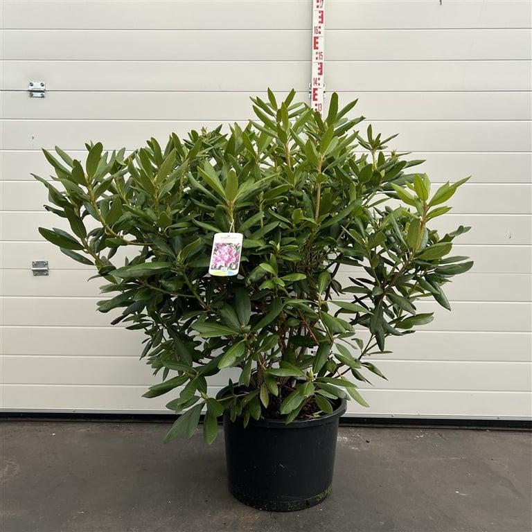 Rhododendron 'Roseum Elegans'