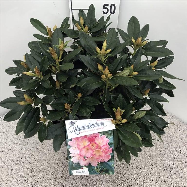 Rhododendron (Y) 'Percy Wiseman'