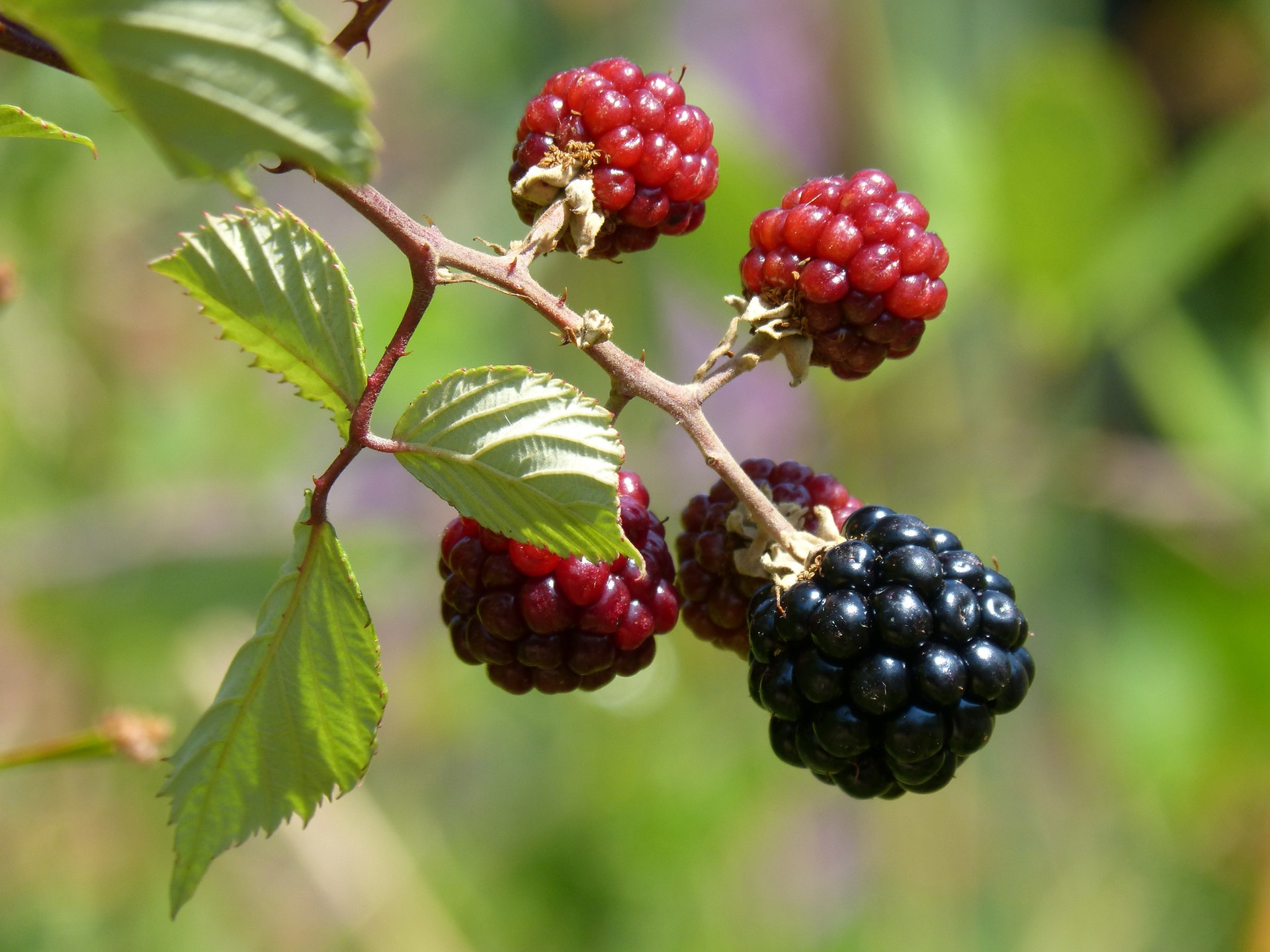 Rubus fruticosus - Gewone braam - Haagelement