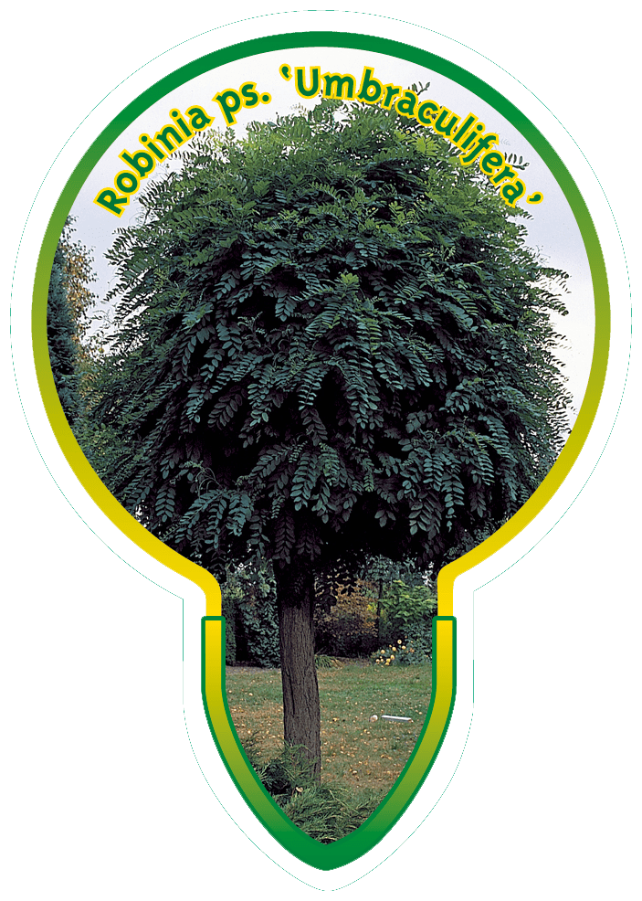 Robinia pseudoacacia 'Umbraculifera' - Bolacacia op stam