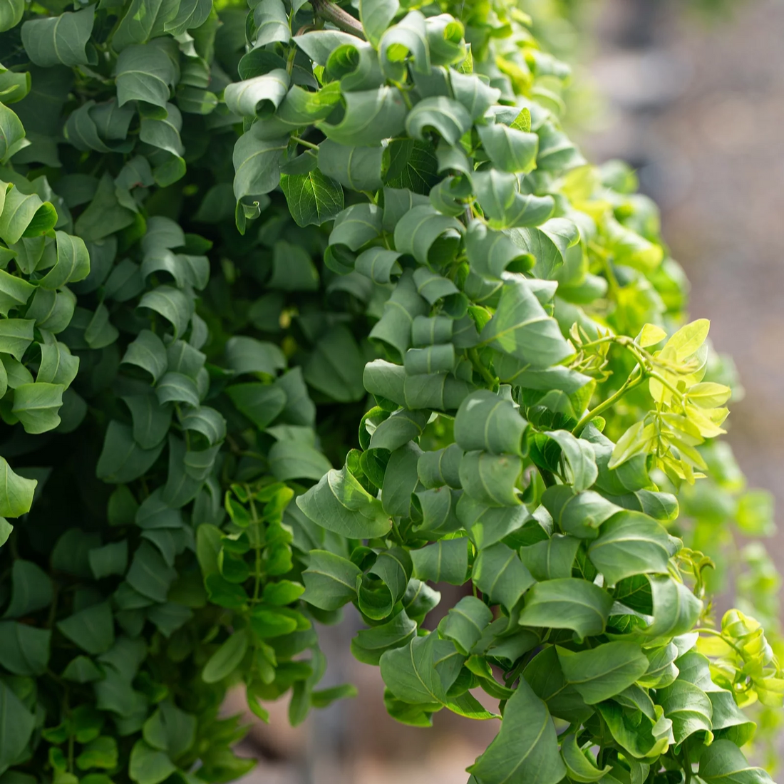 Robinia pseudoacacia 'Lace Lady' - Krulacacia op stam