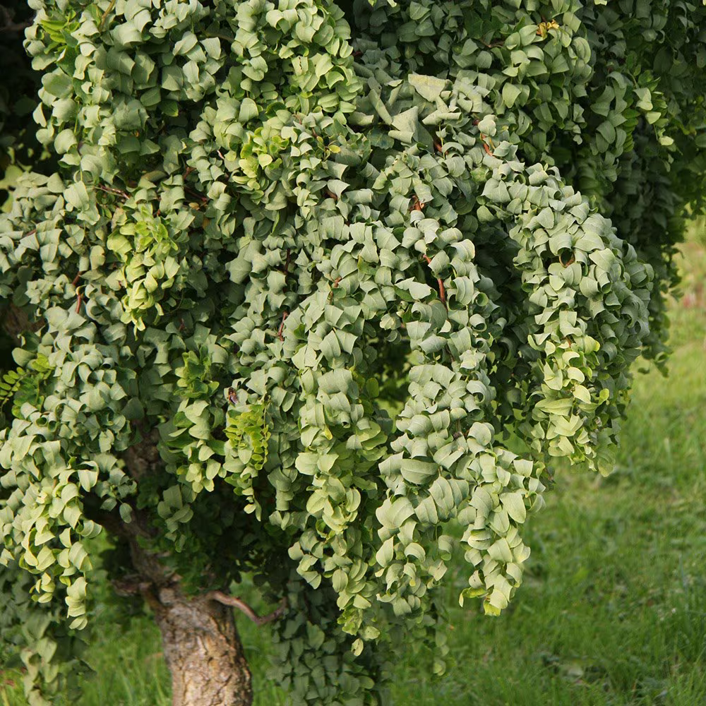 Robinia pseudoacacia 'Lace Lady' - Krulacacia op stam