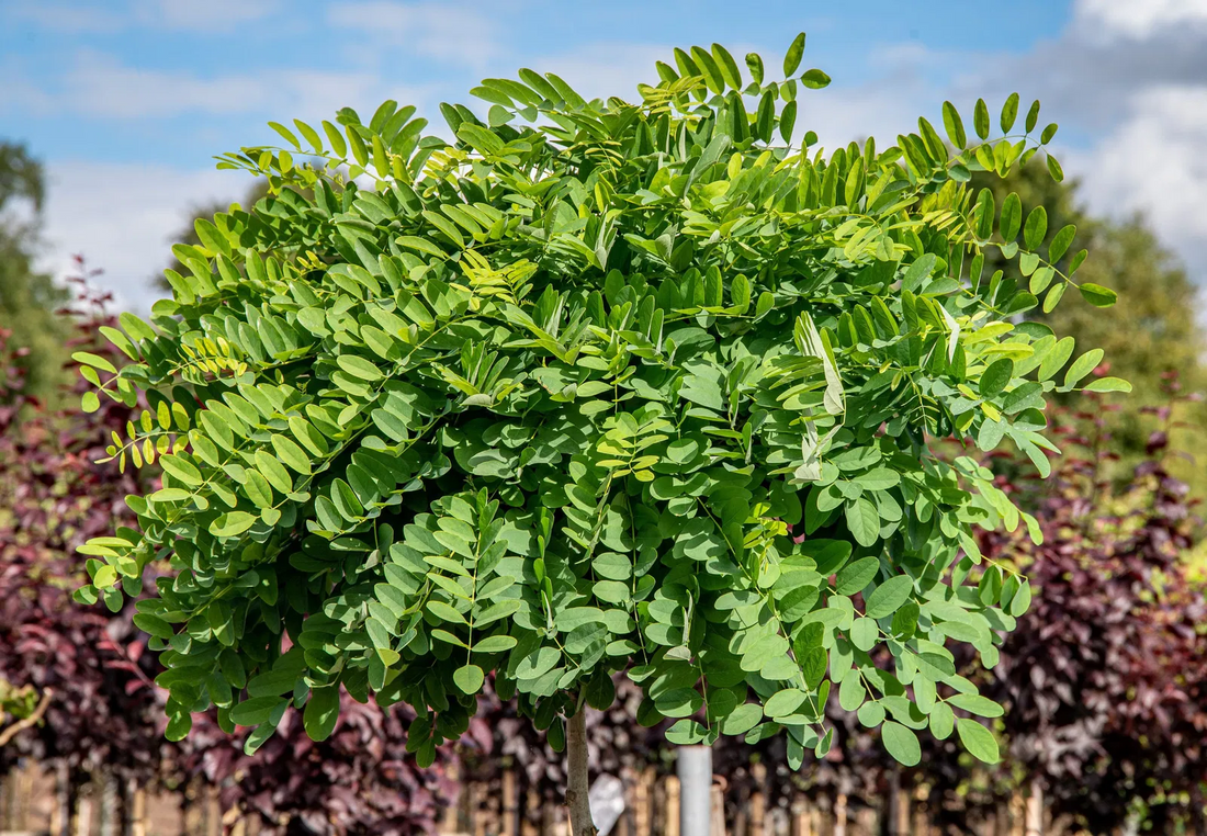 Robinia pseudoacacia 'Umbraculifera' - Bolacacia op stam