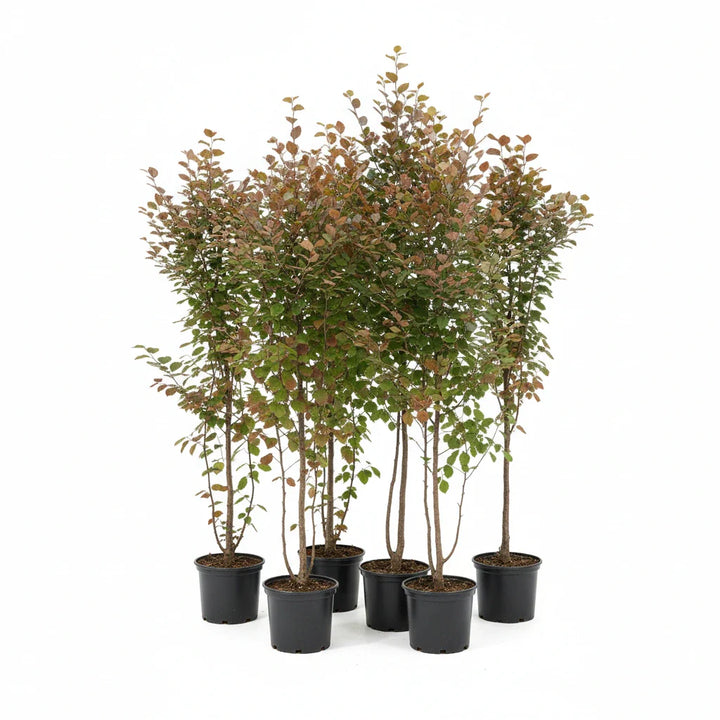 Aanplantpakket Rode Beukenhaag – Fagus sylvatica IN POT met Grond & Professionele Plaatsing