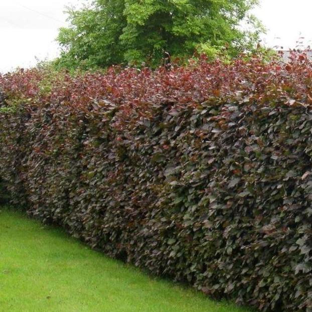 Fagus sylvatica 'Atropunicea' - Rode beukenhaag in pot