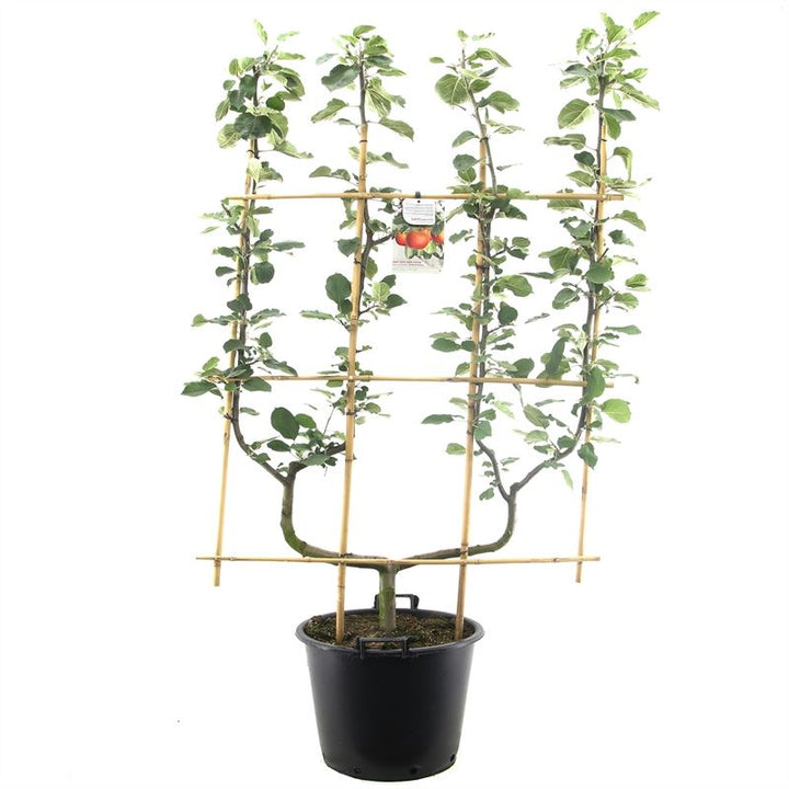 Malus domestica 'Rode Boskoop' -  Rode appel - Leivorm dubbele U