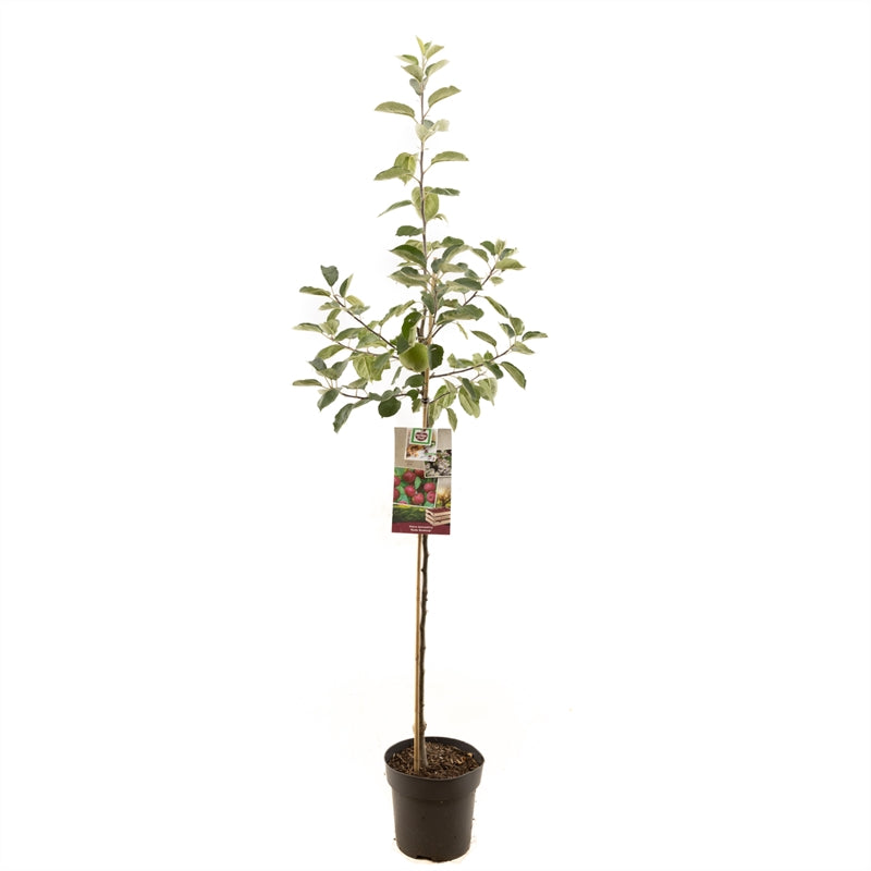 Malus domestica 'Rode Boskoop' -  Rode appel - Halfstam