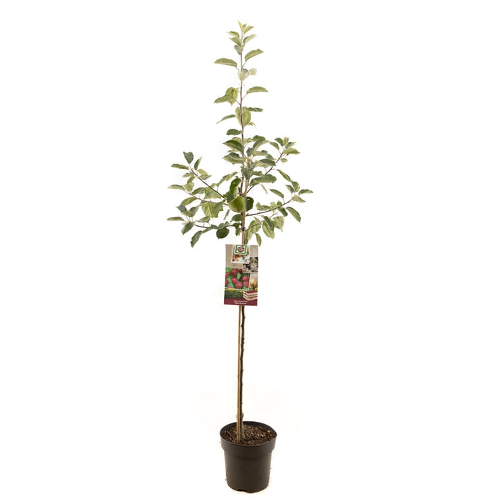 Malus domestica 'Rode Boskoop' -  Rode appel - Halfstam