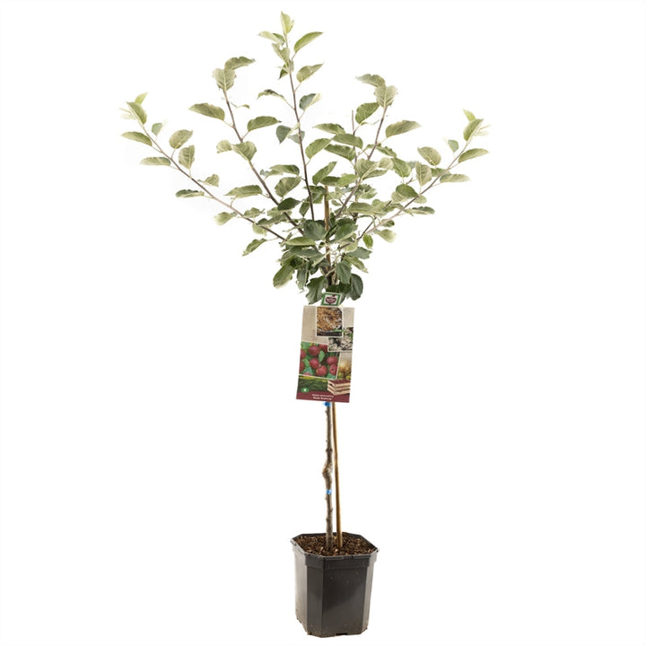Malus domestica 'Rode Boskoop' -  Rode appel - Laagstam