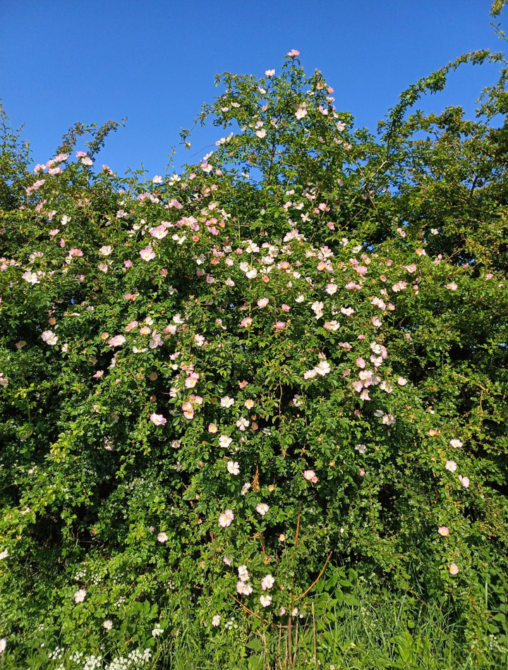 Rosa canina - Hondsroos blote wortel