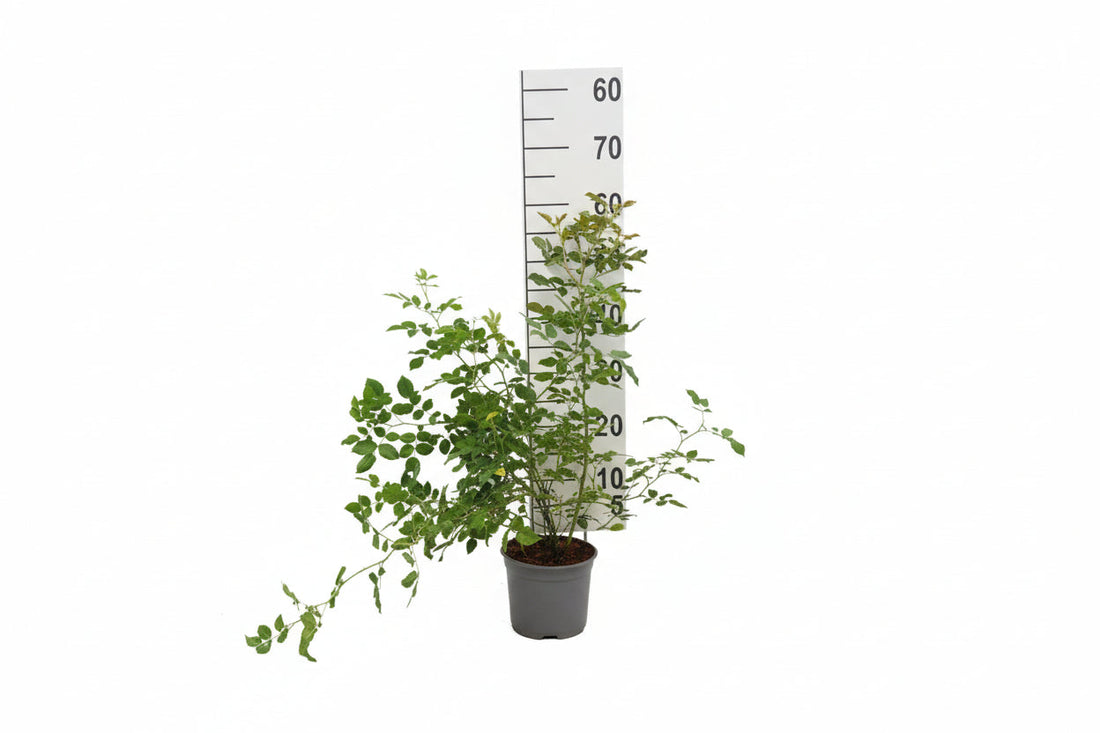 Rosa canina - Hondsroos in pot