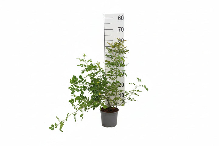 Rosa canina - Hondsroos in pot