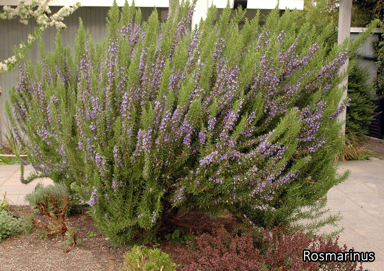 Borderpakket 'Kruidentuin' - 3m² - 30 planten