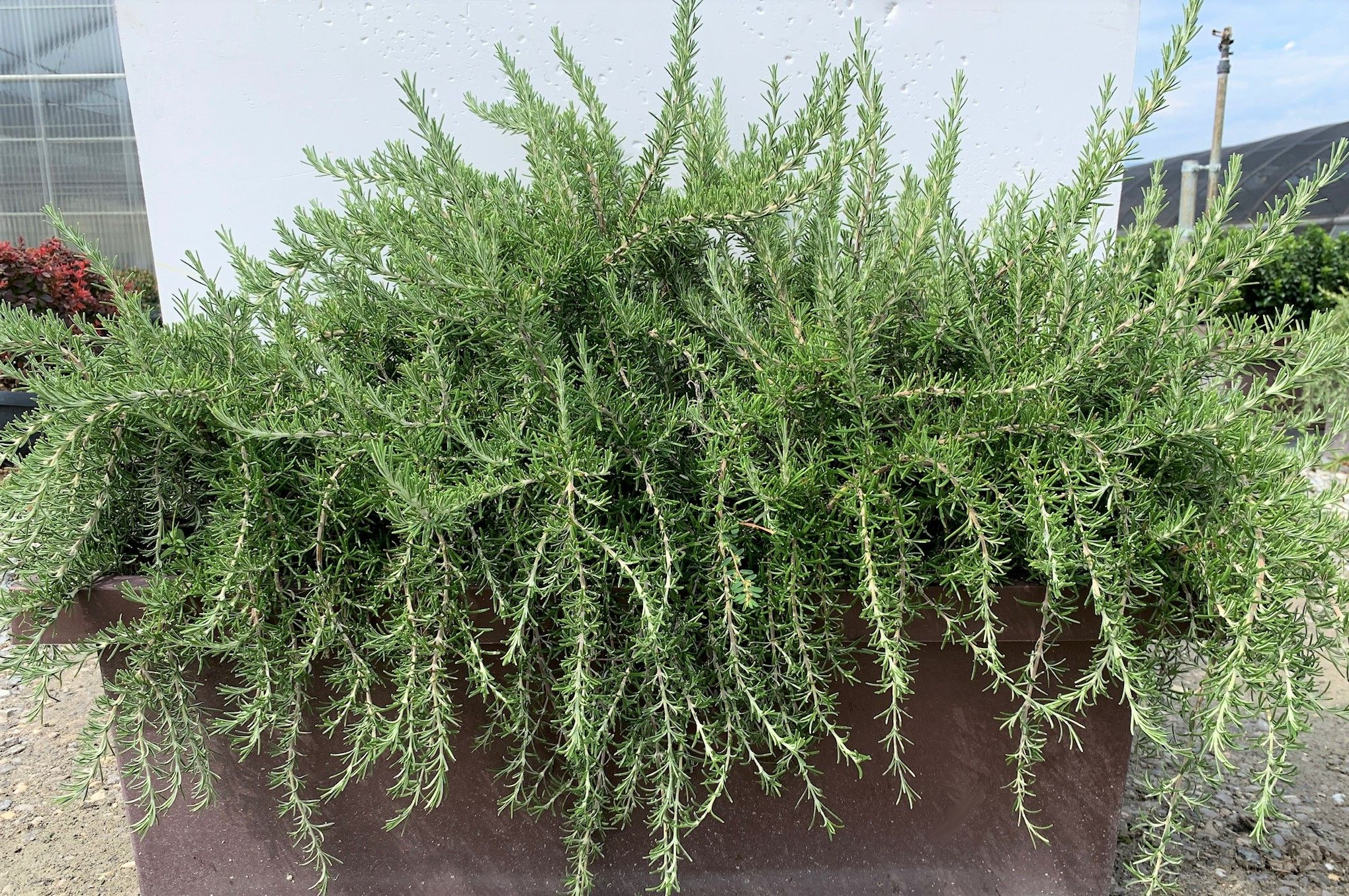 Rosmarinus officinalis 'Prostratus' - Kruiprozemarijn