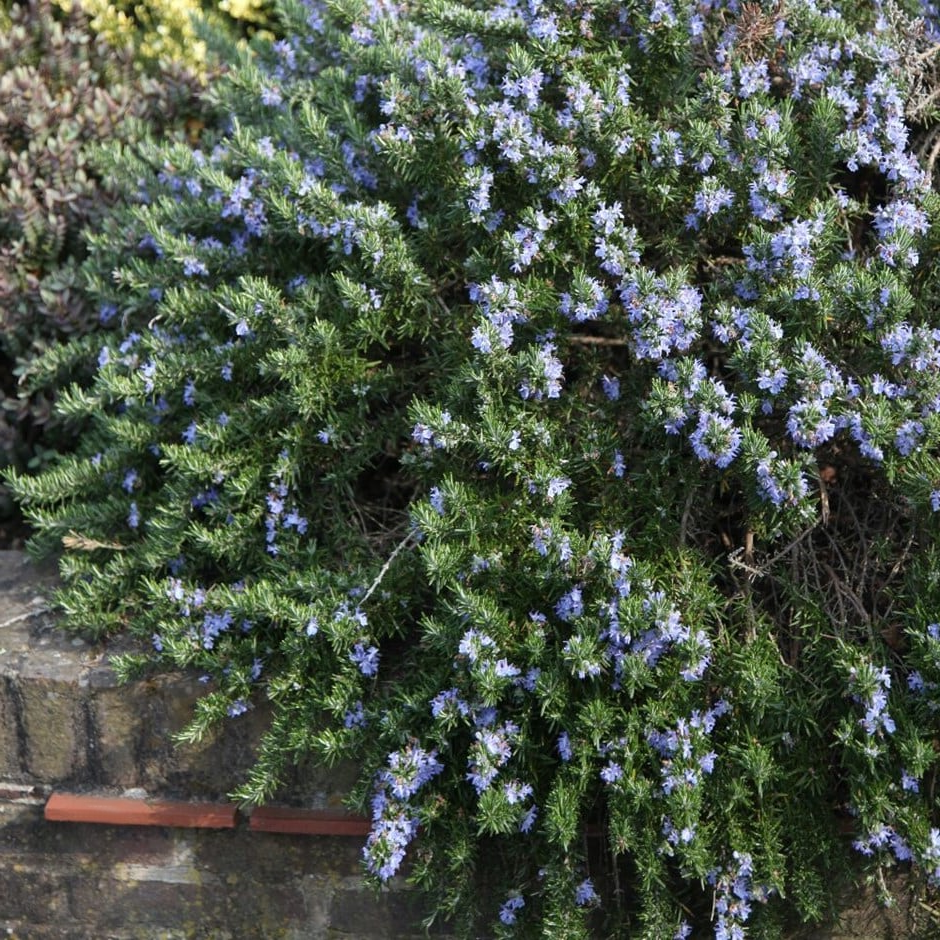 Rosmarinus officinalis 'Prostratus' - Kruiprozemarijn